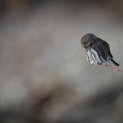 Northern Pygmy Owl