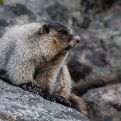 Hoary Marmot