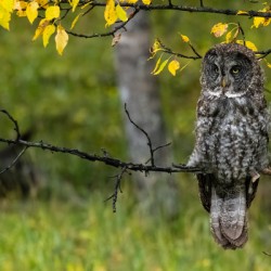 Great Gray Owl