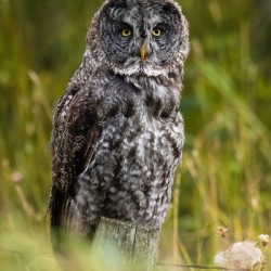 Great Gray Owl