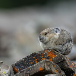 American Pika