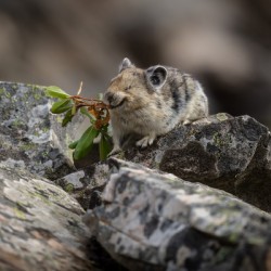 American Pika