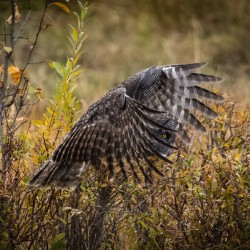 Great Gray Owl