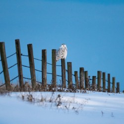 Snowy Owl