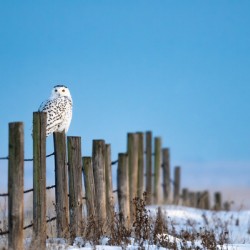 Snowy Owl