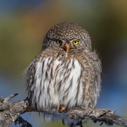Northern Pygmy Owl