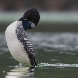 Common Loon