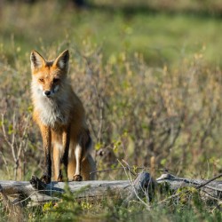 Red Fox