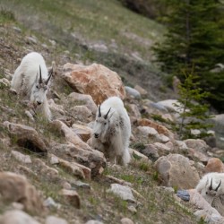 Mountain Goats