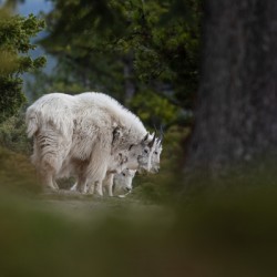 Mountain Goat