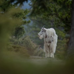 Mountain Goat