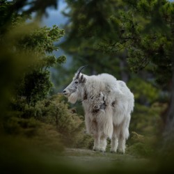 Mountain Goat