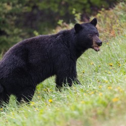 Black Bear