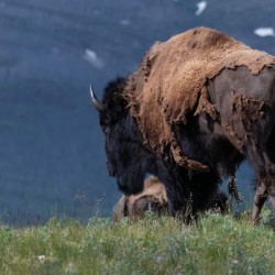 Male Bison