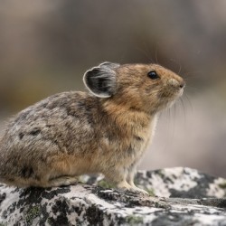 American Pika