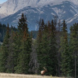 Bull Elk