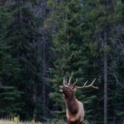 Bull Elk