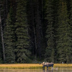 Bull Moose
