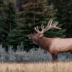 Bull Elk