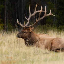 Bull Elk