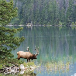 Bull Elk