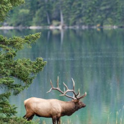 Bull Elk