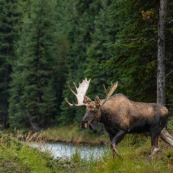 Bull Moose