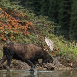 Bull Moose