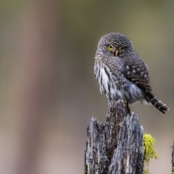 Northern Pygmy Owl