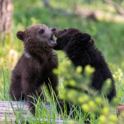 Grizzly Cubs
