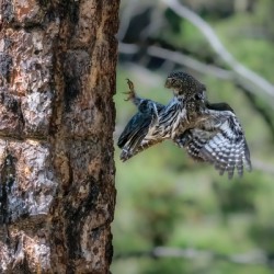 Northern Pygmy Owl