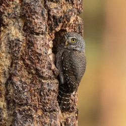 Northern Pygmy Owl