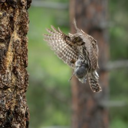 Northern Pygmy Owl