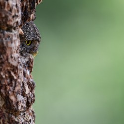 Northern Pygmy Owl