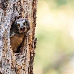 Northern Saw-Whet Owlet