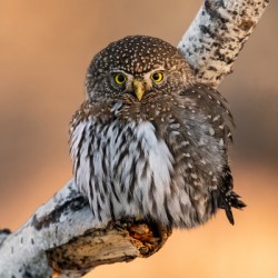 Northern Pygmy Owl