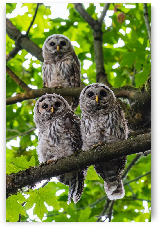 Barred Owlets by Randy Tremblay Photography
