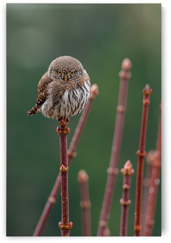 Northern Pygmy Owl by Randy Tremblay Photography