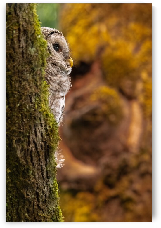 Barred Owlet by Randy Tremblay Photography