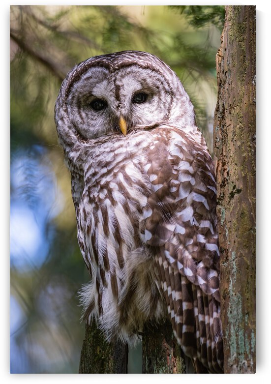 Barred Owl by Randy Tremblay Photography