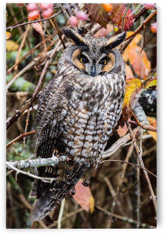 Long-eared Owl by Randy Tremblay Photography