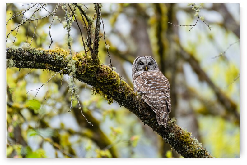Barred Owl by Randy Tremblay Photography