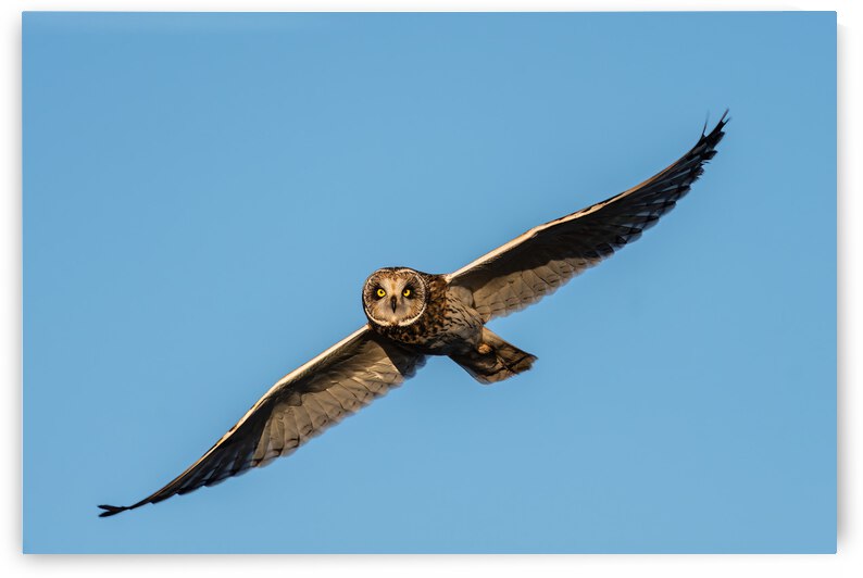 Short-eared Owl by Randy Tremblay Photography