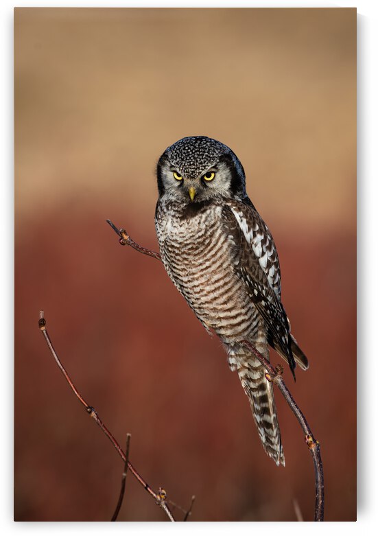 Northern Hawk Owl by Randy Tremblay Photography