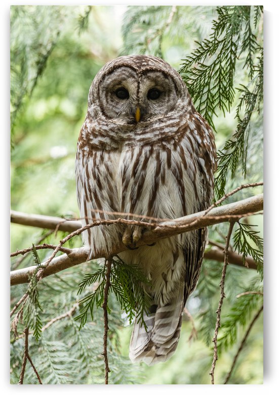 Barred Owl by Randy Tremblay Photography