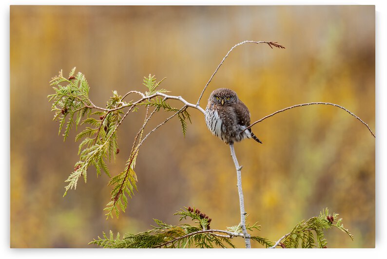 Northern Pygmy Owl by Randy Tremblay Photography