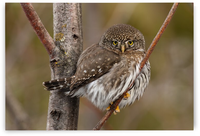Northern Pygmy Owl by Randy Tremblay Photography