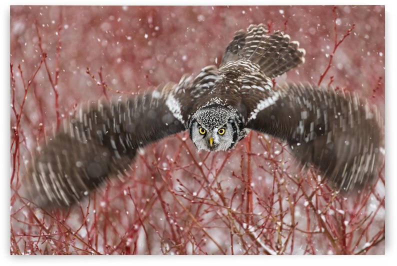 Northern Hawk Owl by Randy Tremblay Photography