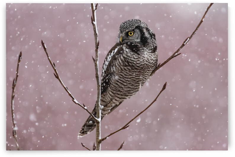 Northern Hawk Owl by Randy Tremblay Photography