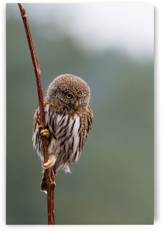 Northern Pygmy Owl by Randy Tremblay Photography